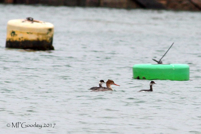 Red-breasted Merganser
