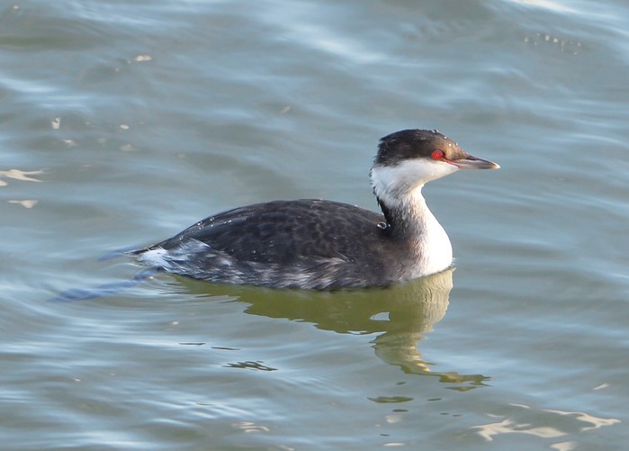 Slavonian Grebe
