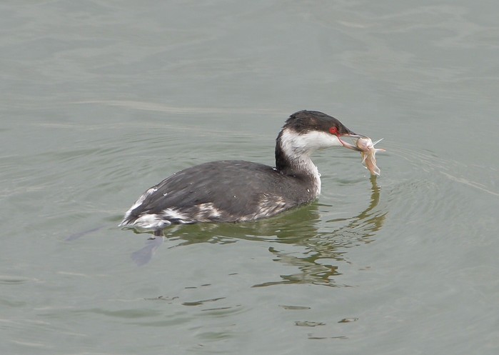 Slavonian Grebe