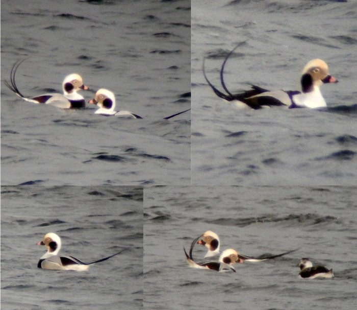 Long-tailed Duck