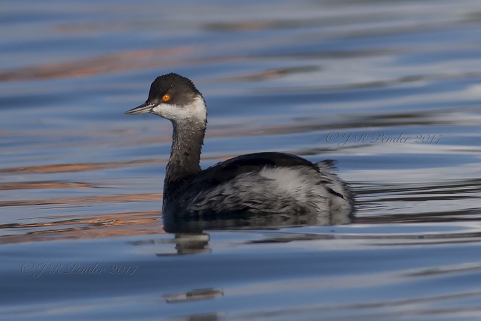 Black-necked Grebe