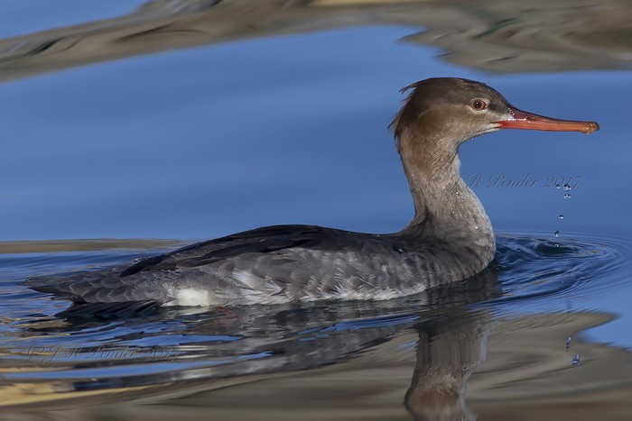 Red-breasted Merganser
