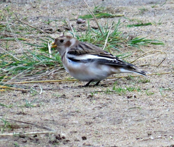 Snow Bunting