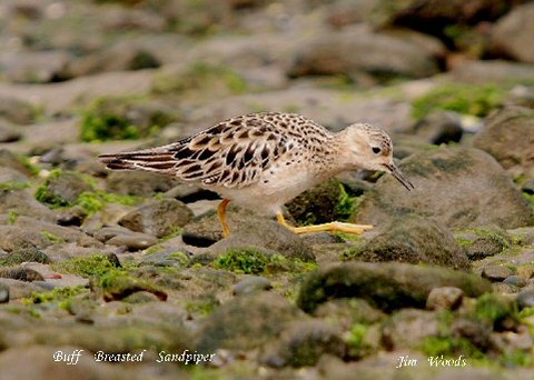 Buff-breasted Sandpiper