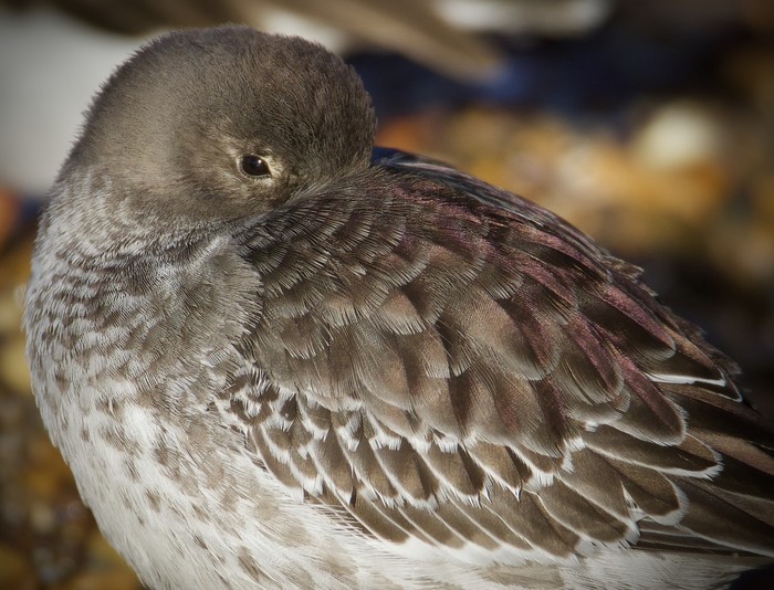 Purple Sandpiper