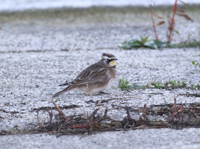 Horned Lark