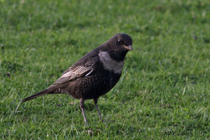 Ring Ouzel