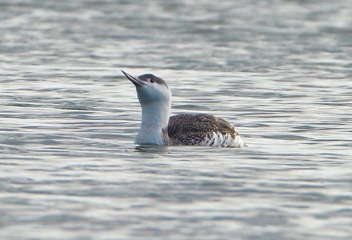 Red-throated Diver