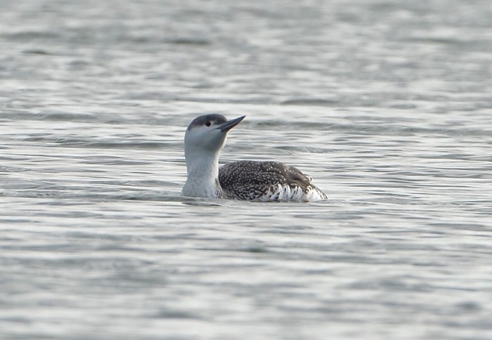 Red-throated Diver