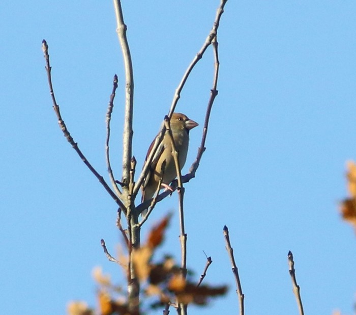 Hawfinch