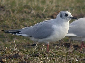 Bonaparte's Gull