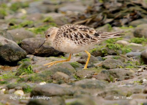 Buff-breasted Sandpiper