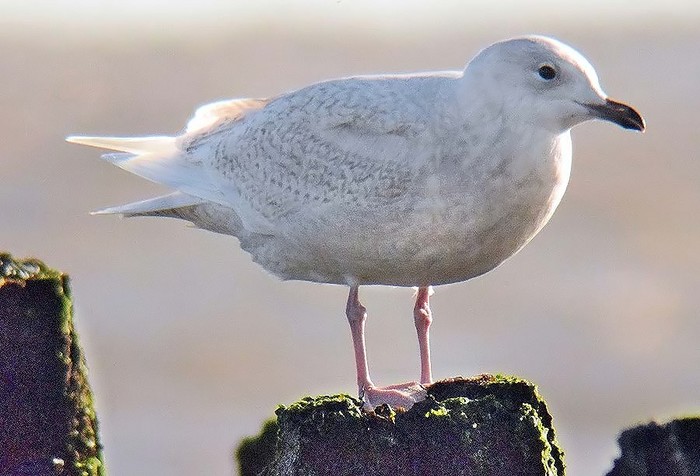 Iceland Gull