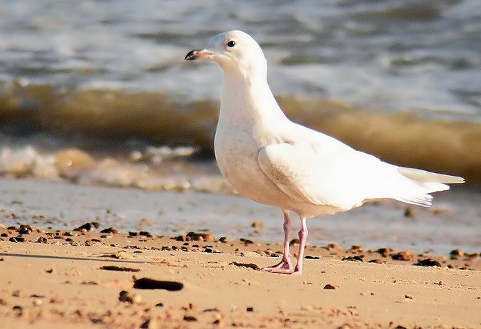 Iceland Gull
