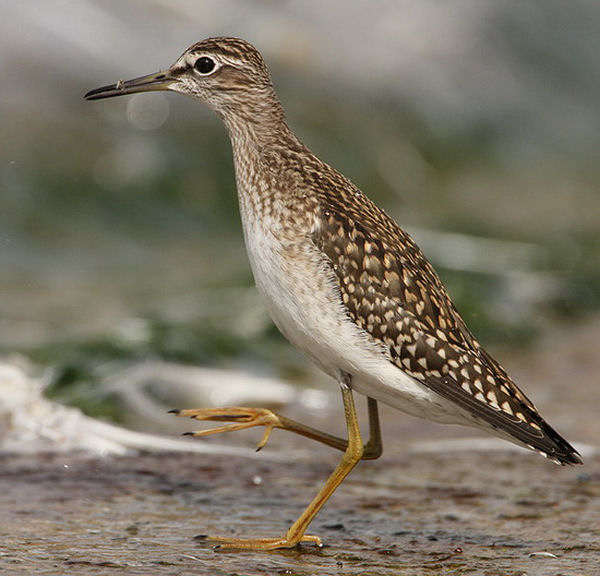 Wood Sandpiper