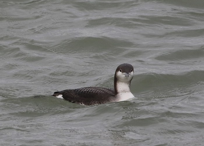 Black-throated Diver