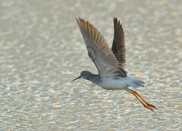 Lesser yellowlegs