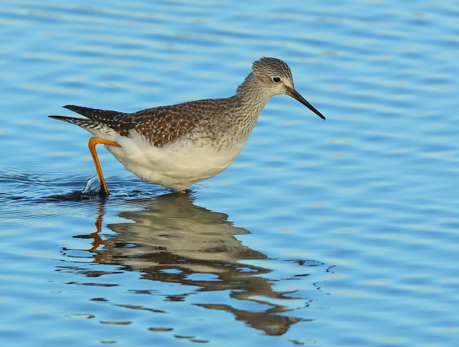 Lesser Yellowlegs