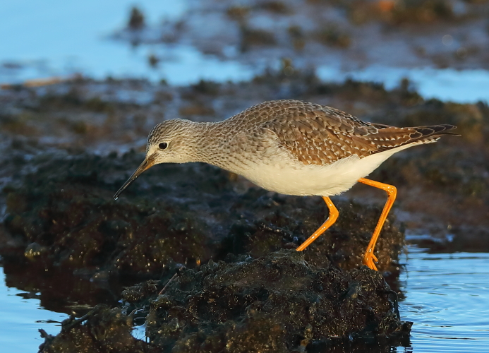 Lesser Yellowlegs