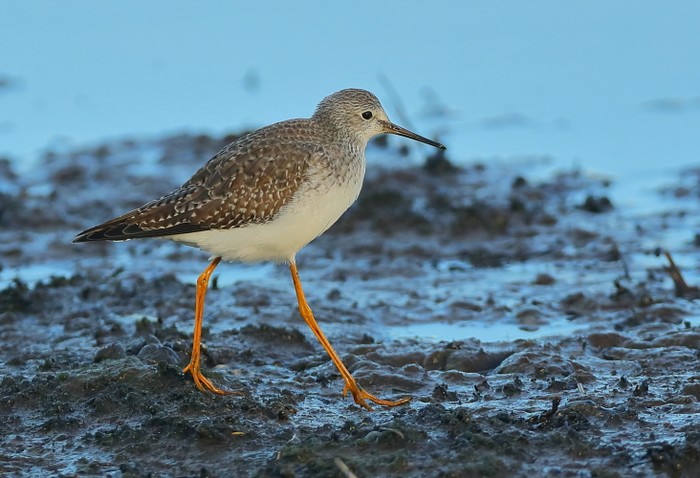 Lesser Yellowlegs