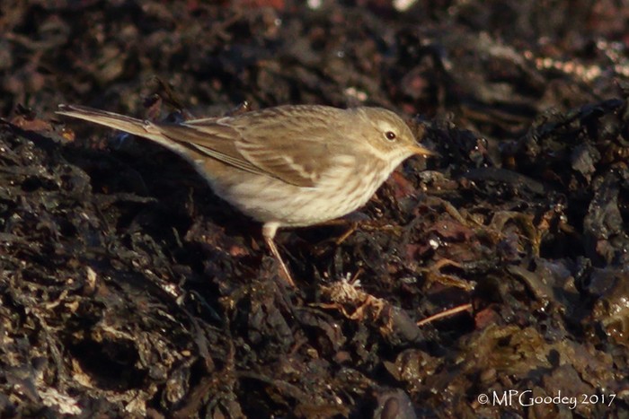 Water Pipit