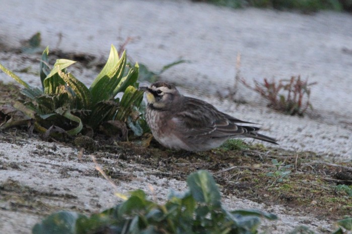Horned Lark