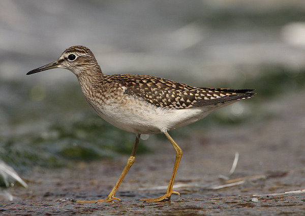Wood Sandpiper