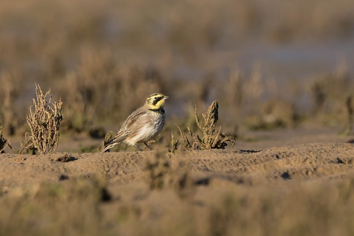 Shorelark