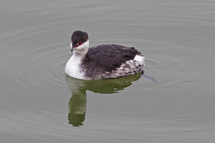 Slavonian Grebe