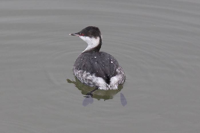 Slavonian Grebe
