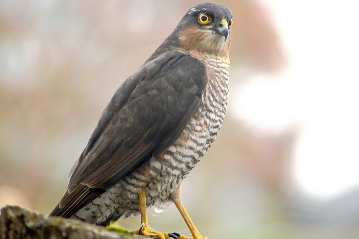 Sparrowhawk