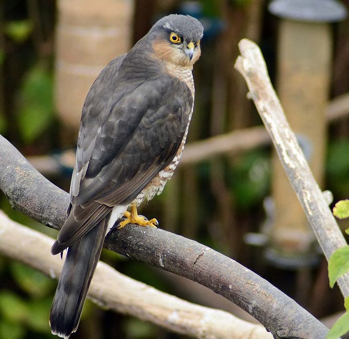 Sparrowhawk