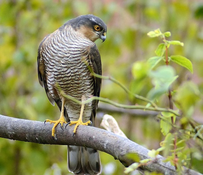 Sparrowhawk