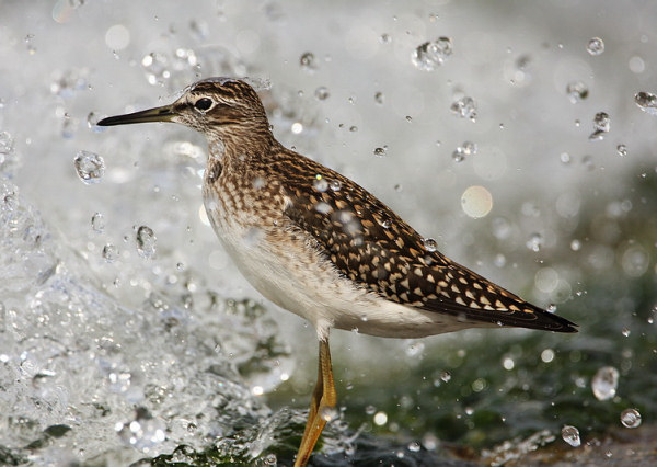 Wood Sandpiper