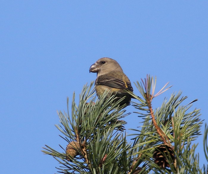 Parrot Crossbill