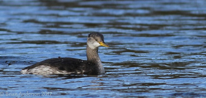 Red-necked Grebe