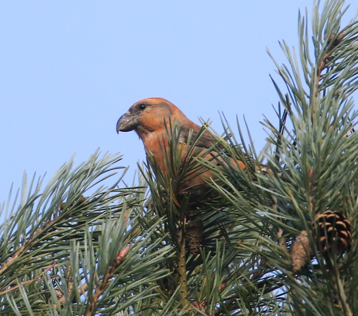 Parrot Crossbill