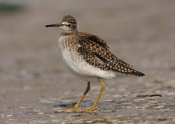 Wood Sandpiper