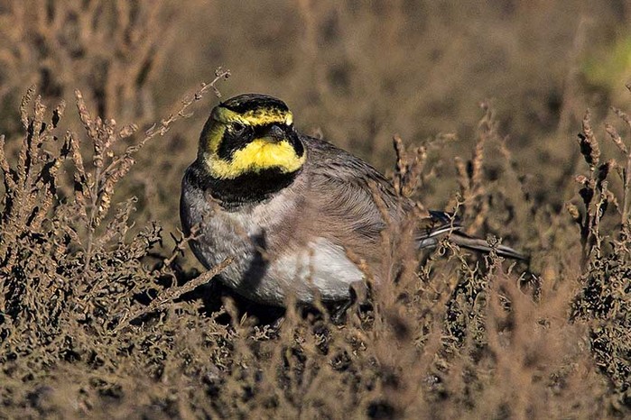 Shorelark