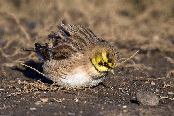 Shorelark