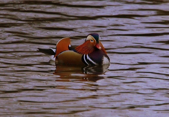 Mandarin