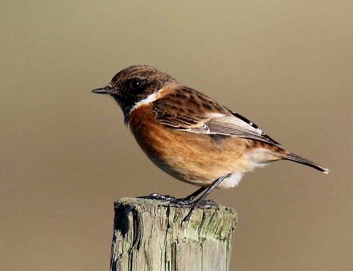 Stonechat