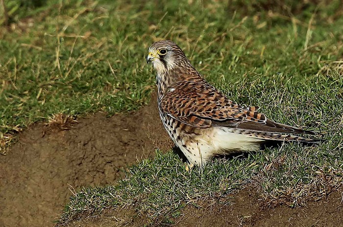 Kestrel