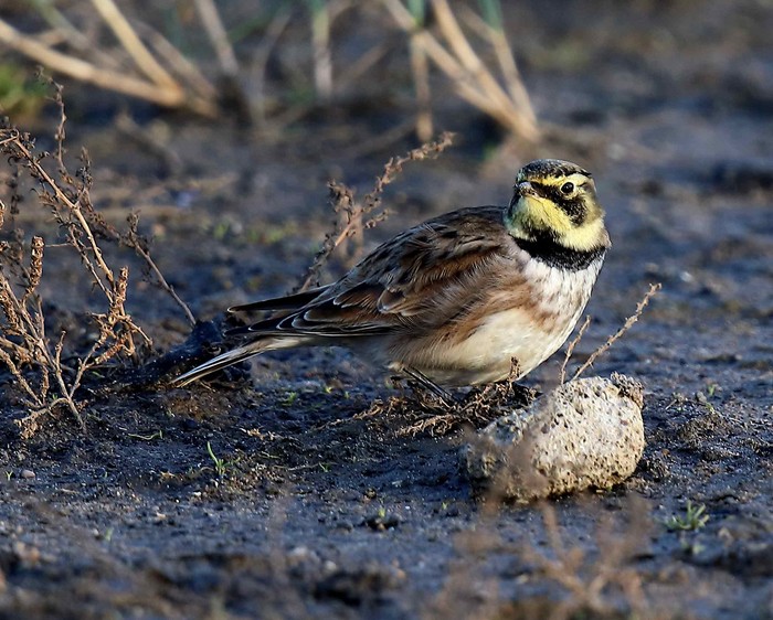 Shorelark