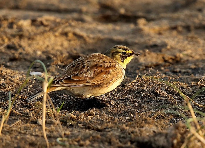 Shorelark