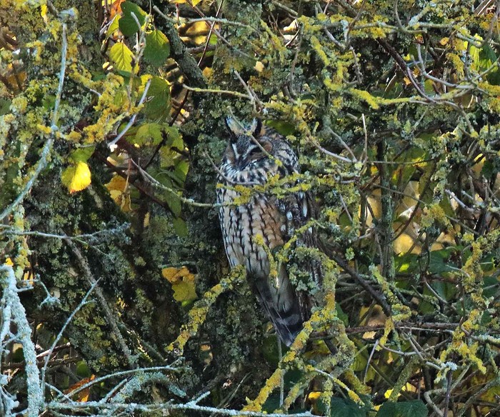 Long-eared Owl