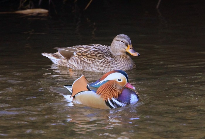 Mandarin