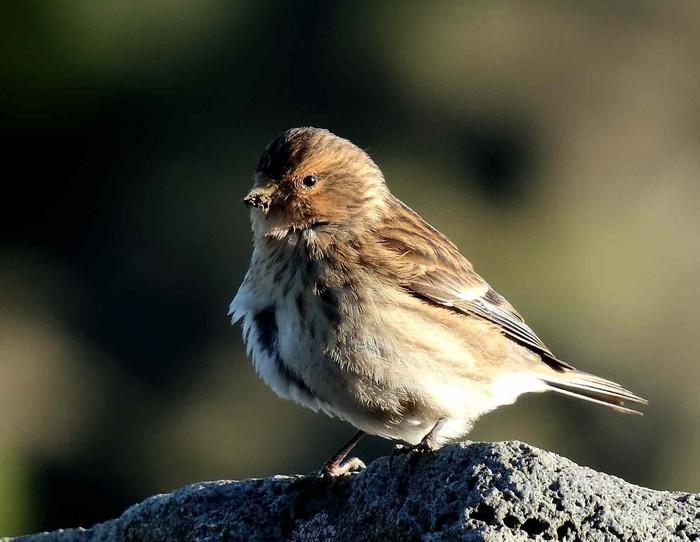 Twite