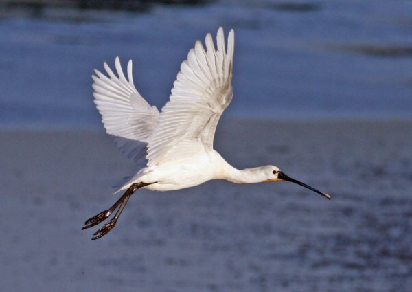 Spoonbill