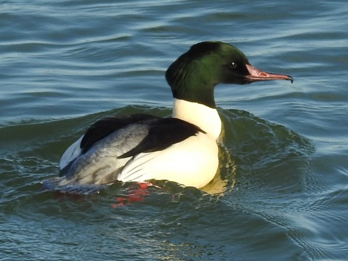 Goosander